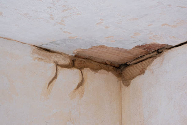 Best Professional water damage repair  in Orland, CA